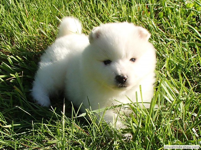 pups-6