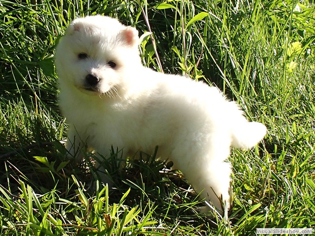 pups-7