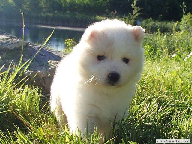 pups-8