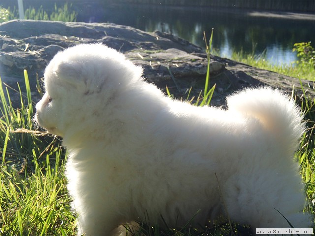 pups-9