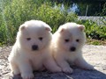 pups-1