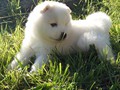 pups-10