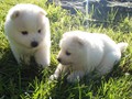 pups-11