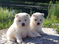pups-2