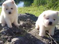 pups-3