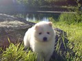 pups-4