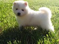 pups-5