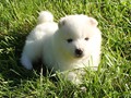 pups-6