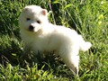 pups-7