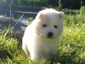 pups-8