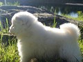 pups-9