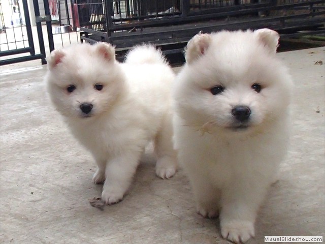 pups-1