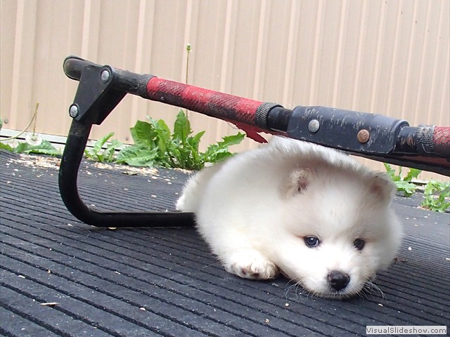 pups-2
