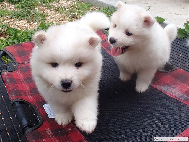 pups-3