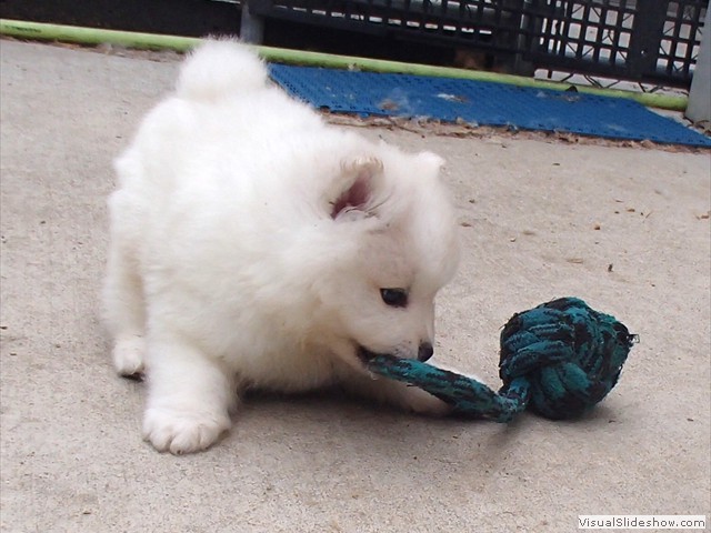 pups-4