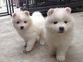 pups-1