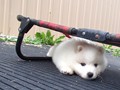 pups-2