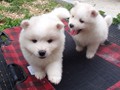 pups-3