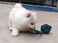 pups-4