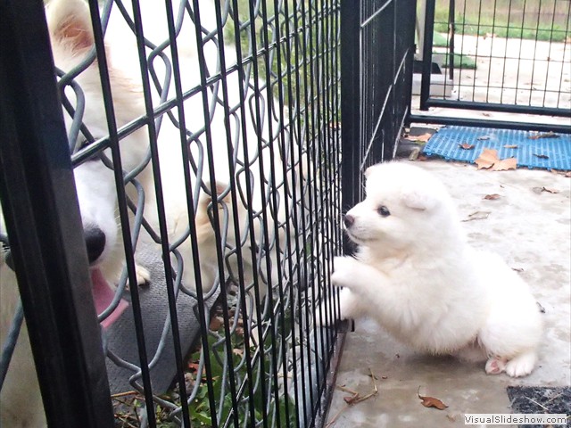 pups-10