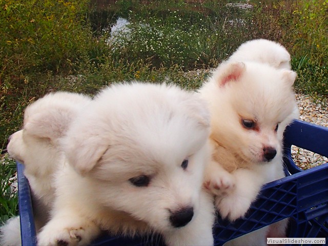 pups-2