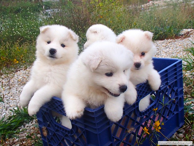 pups-3
