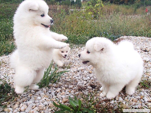 pups-4