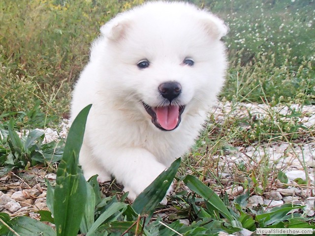 pups-5