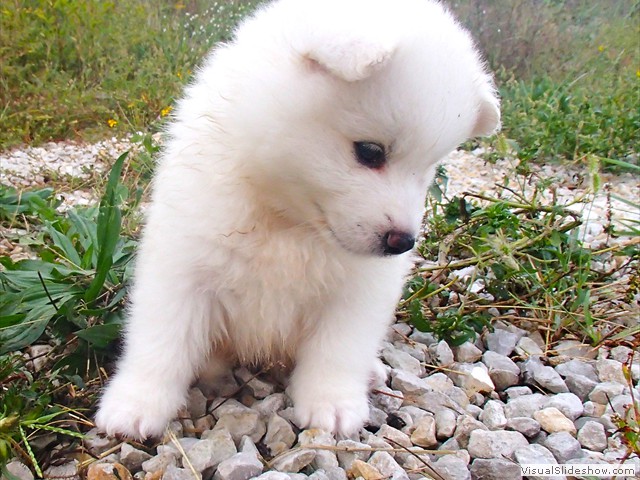 pups-6