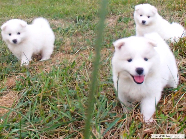 pups-7