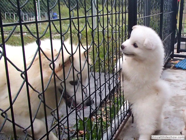 pups-8