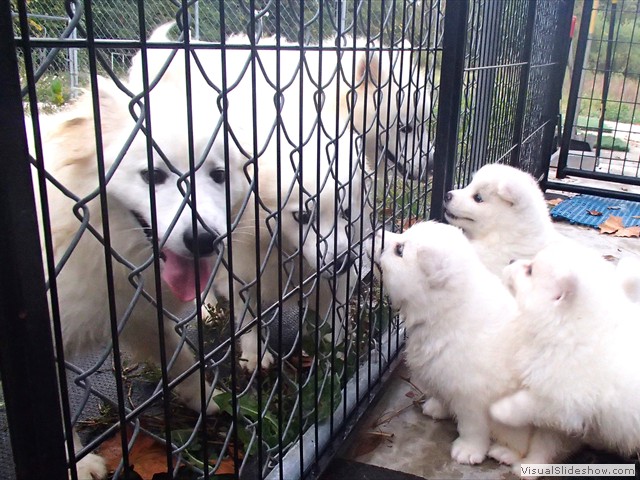 pups-9