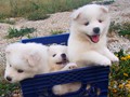 pups-1
