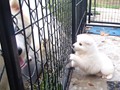 pups-10
