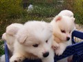 pups-2