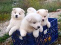 pups-3