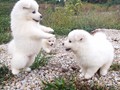 pups-4