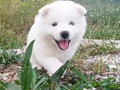 pups-5