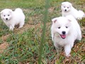 pups-7