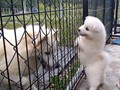 pups-8