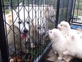 pups-9