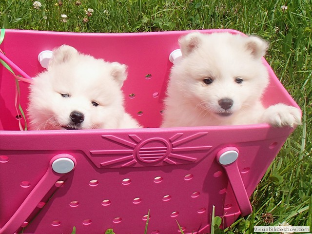 pups-1