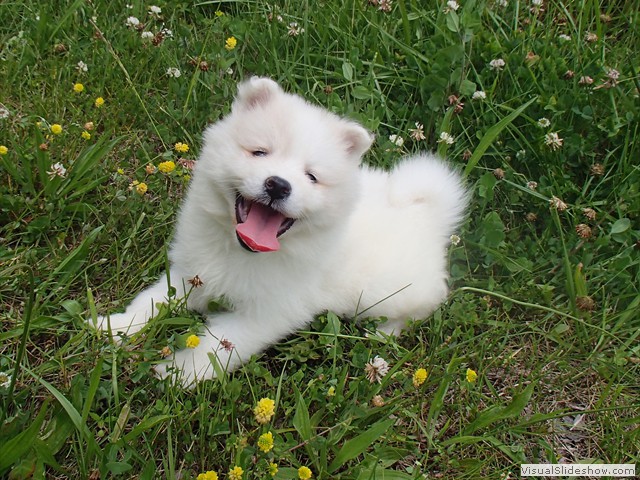 pups-10