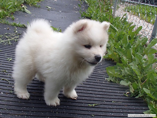 pups-11