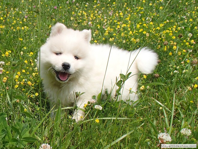 pups-2