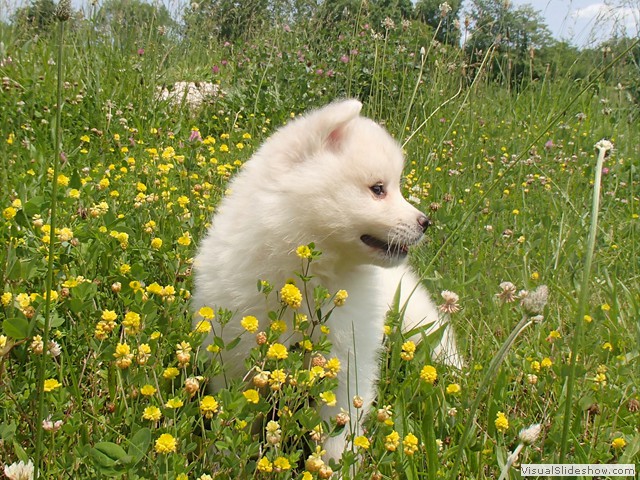pups-3
