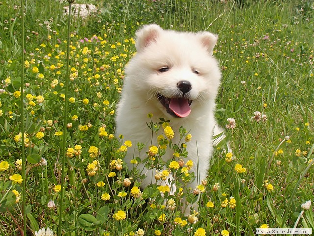 pups-4