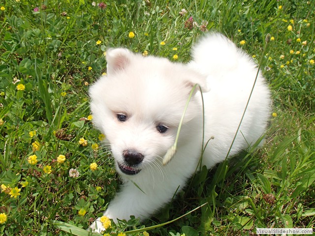 pups-5