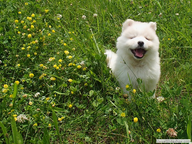 pups-6