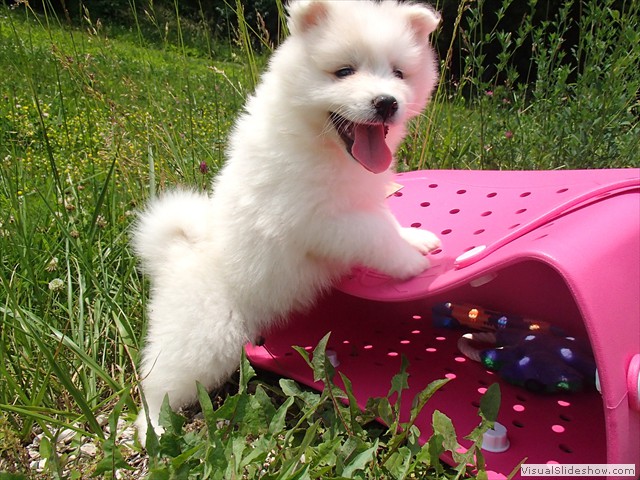 pups-7